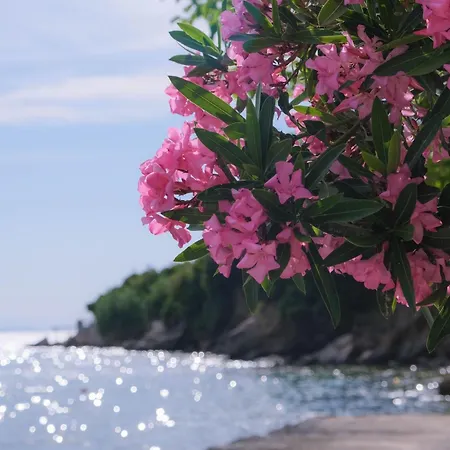 John's House - Pelion Chorto