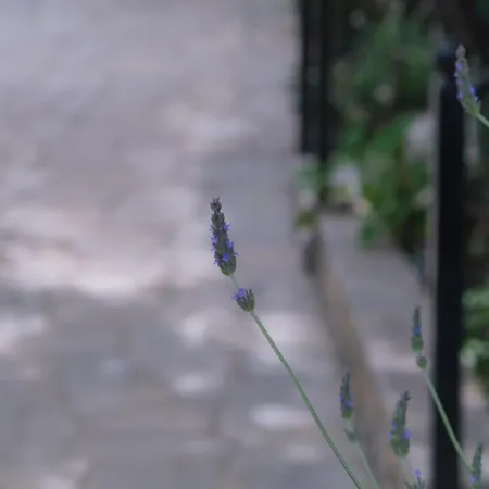 John's House - Pelion *