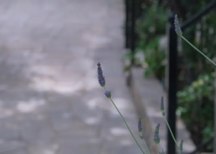 John's House - Pelion *