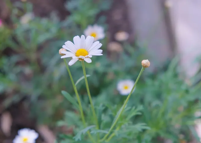 John's House - Pelion